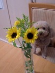 flower06281.jpg