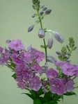 flower07061.jpg