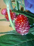 flower07122.jpg