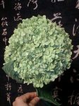 flower07123.jpg