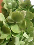 flower07125.jpg