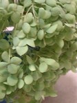 flower09253.jpg