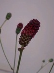 flower09255.jpg