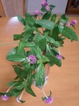flower10021.jpg