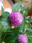 flower10023.jpg