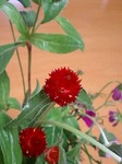 flower10163.jpg