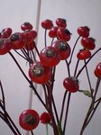 flower10232.jpg