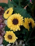 flower10303.jpg