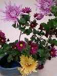 flower12042.jpg