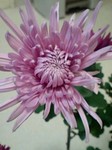flower12043.jpg