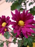 flower12044.jpg