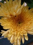 flower12045.jpg