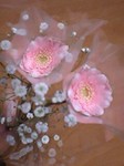 flower12062.jpg