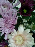 flower12192.jpg