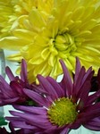 flower12193.jpg