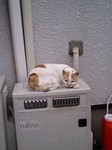 gcat1.jpg