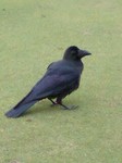 golf2008103.jpg
