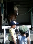 horse1.jpg