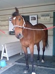 horse2.jpg