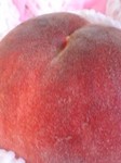 peach2.jpg