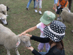 sheep.gif