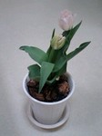tulip3.jpg